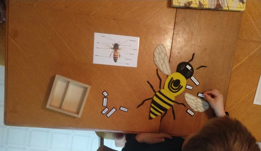 Preschool learning about bees